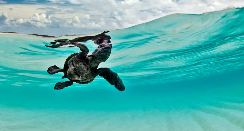 Tilar Siro Andamans - CGH Earth, Havelock Island 3